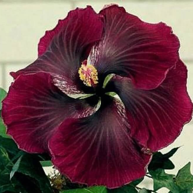 Purple Maroon Hibiscus plant