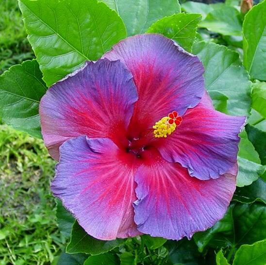 Purple Pink Hibiscus plant