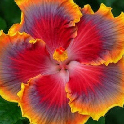 Red Purple Hibiscus plant