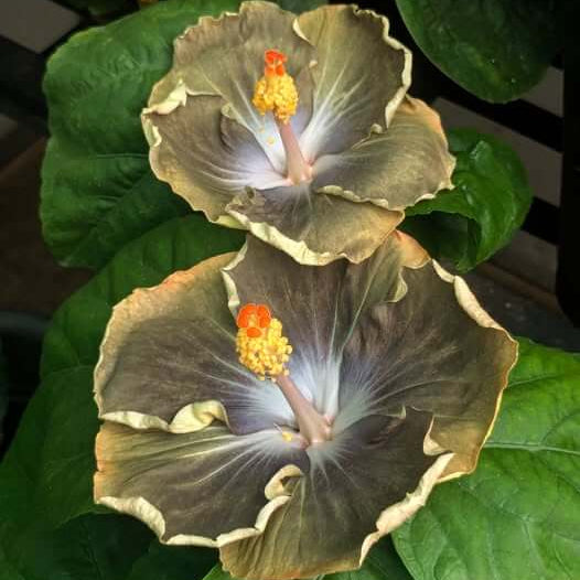 Army Green Hibiscus plant