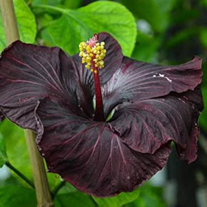 Black Hibiscus plant