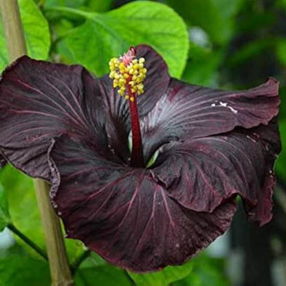 Black Hibiscus plant
