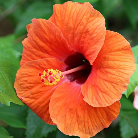Orange Hibiscus plant