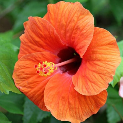 Orange Hibiscus plant
