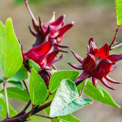 Australian Rosella Hibiscus plant