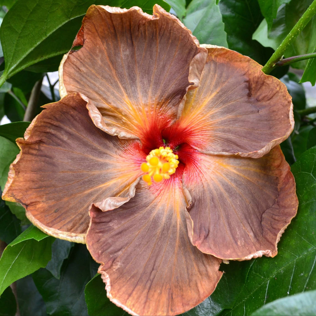 Brown Hibiscus plant