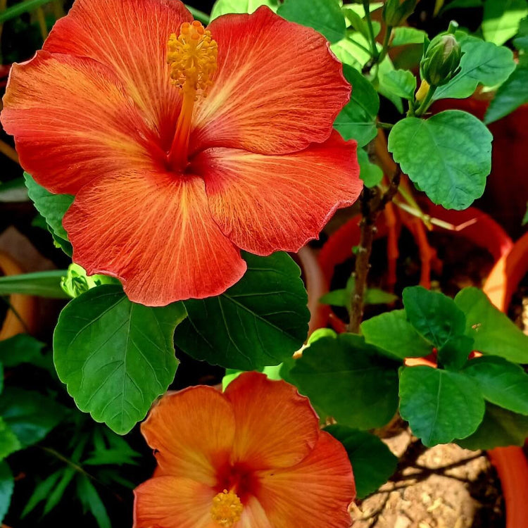Brown Red Hibiscus plant