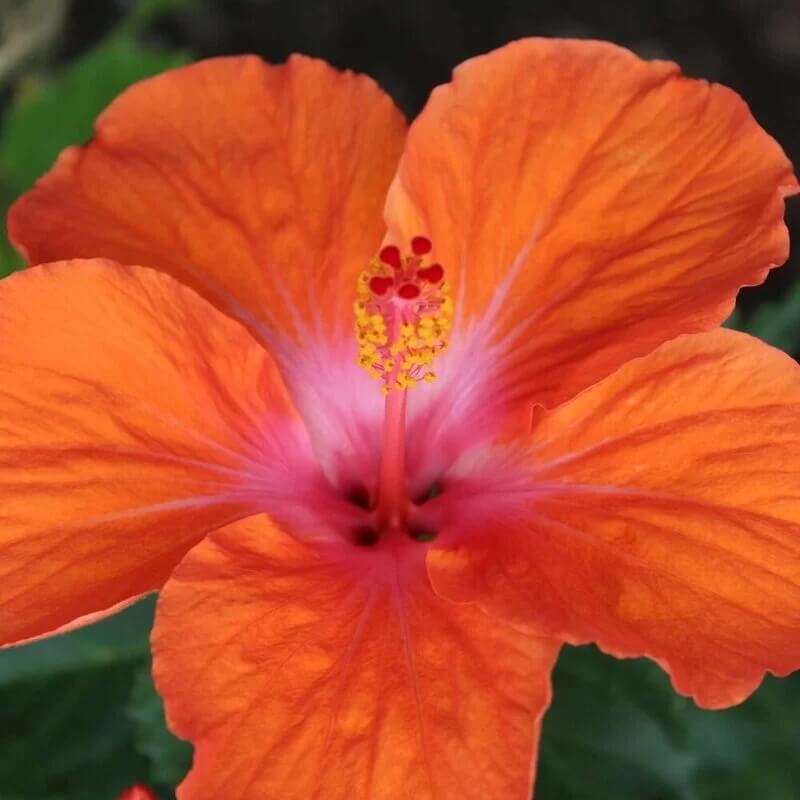 Orange Hibiscus plant