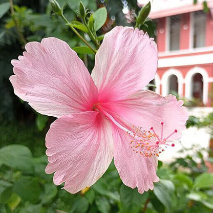 Pale Pink Hibiscus plant