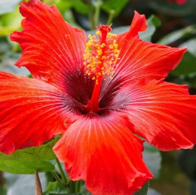 Brown Red Hibiscus plant