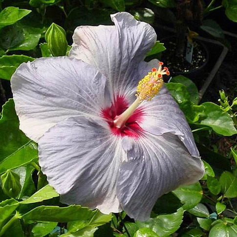Light Grey Hibiscus plant