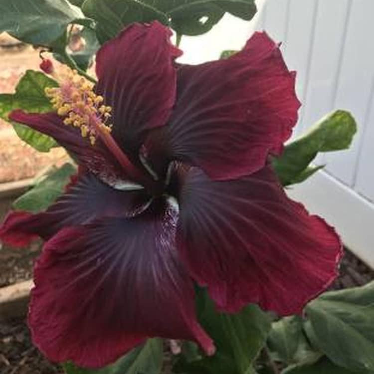 Purple Maroon Hibiscus plant