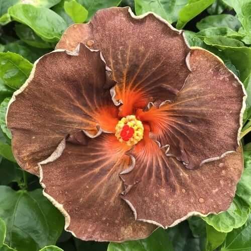 Brown Hibiscus plant