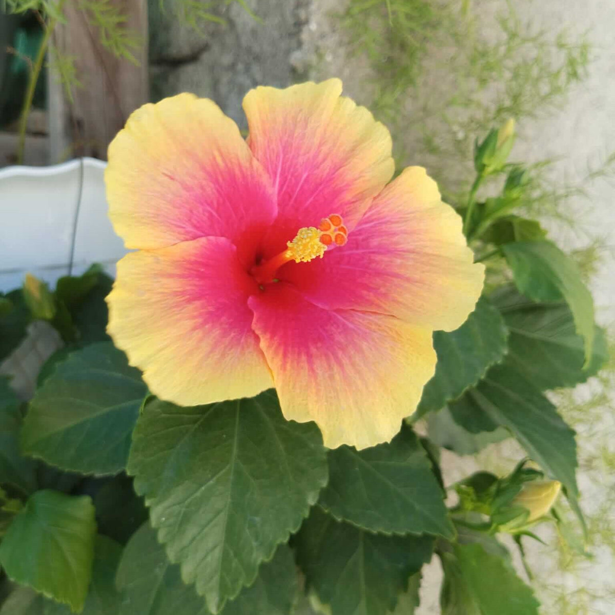 Pink Yellow Hibiscus plant