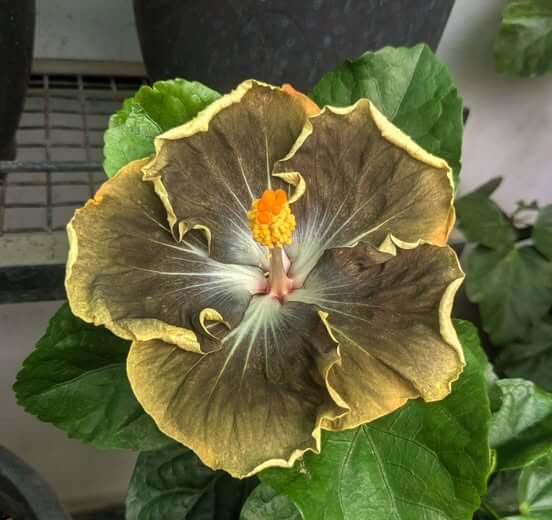 Army Green Hibiscus plant