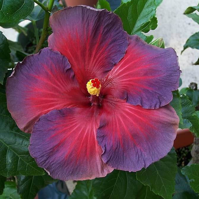Ash Red Hibiscus plant