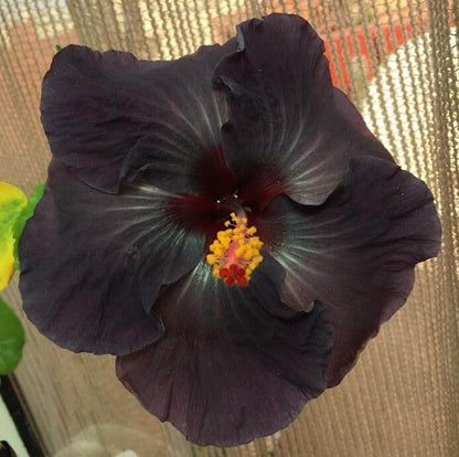 Black Hibiscus plant