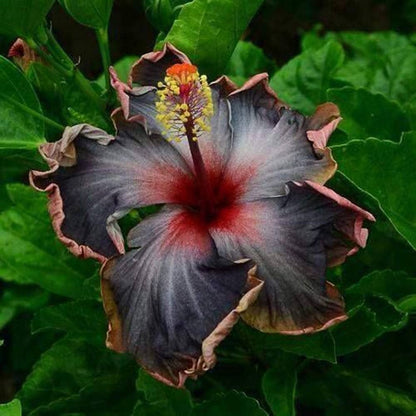Pink Purple Hibiscus plant