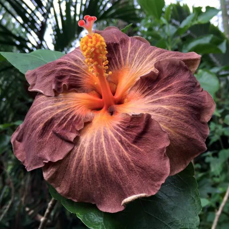 Brown Hibiscus plant