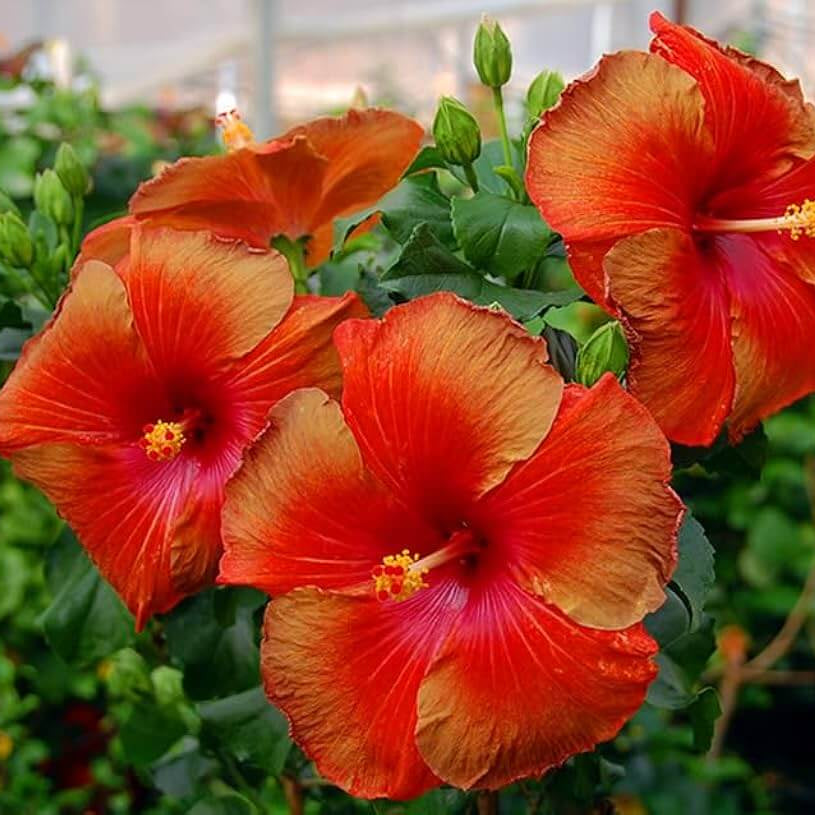 Brown Red Hibiscus plant