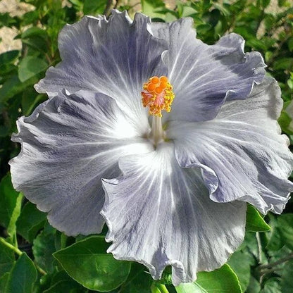 Light Grey Hibiscus plant