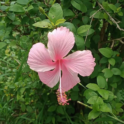 Pale Pink Hibiscus plant