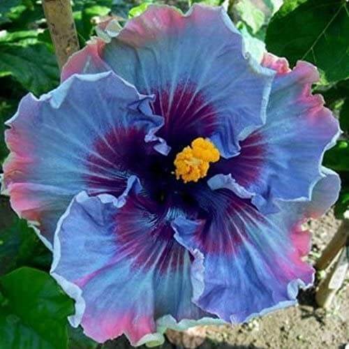 Blue Mix Hibiscus plant