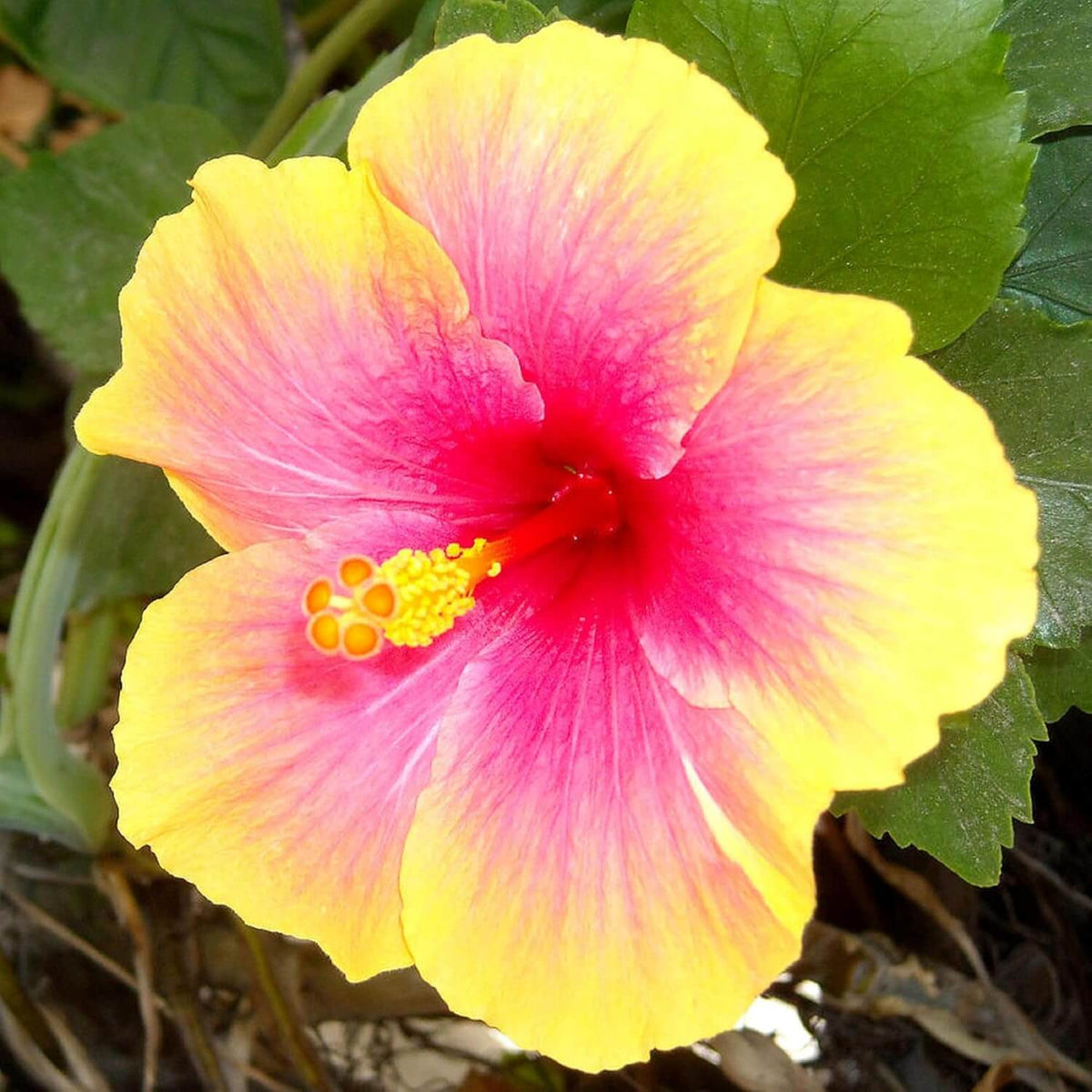 Pink Yellow Hibiscus plant
