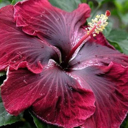 Purple Maroon Hibiscus plant