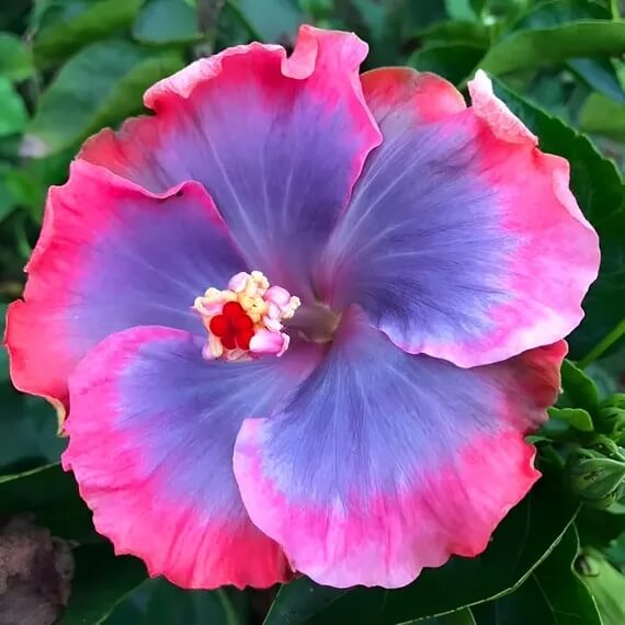 Purple Pink Hibiscus plant