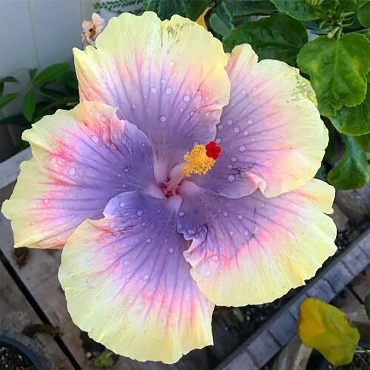Purple Yellow Hibiscus plant