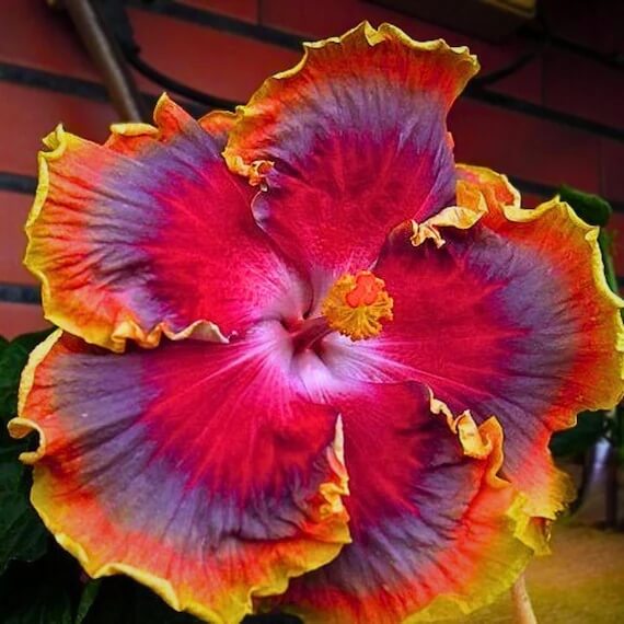 Red Purple Hibiscus plant