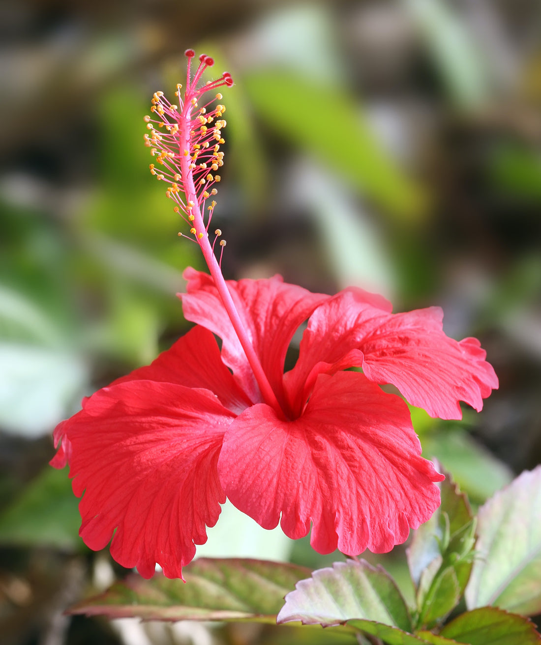 Burgundy Hibiscus flower seeds