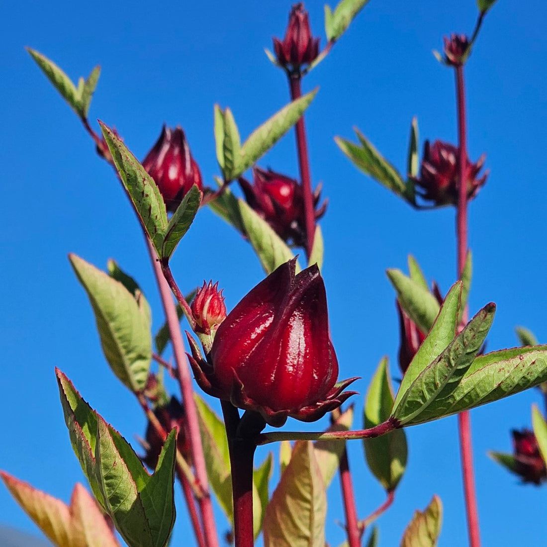Sorrel Herb flower seeds