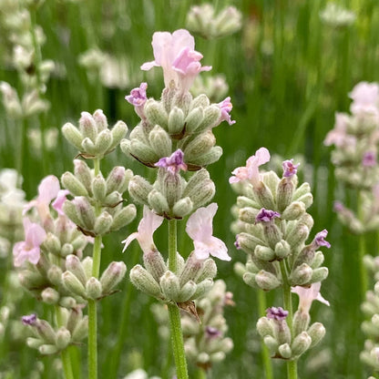 Pink Lavender Flower Seeds for Planting – Heirloom Non-GMO Garden Seeds