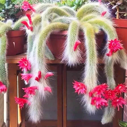 Hildewintera Cleistocactus plant