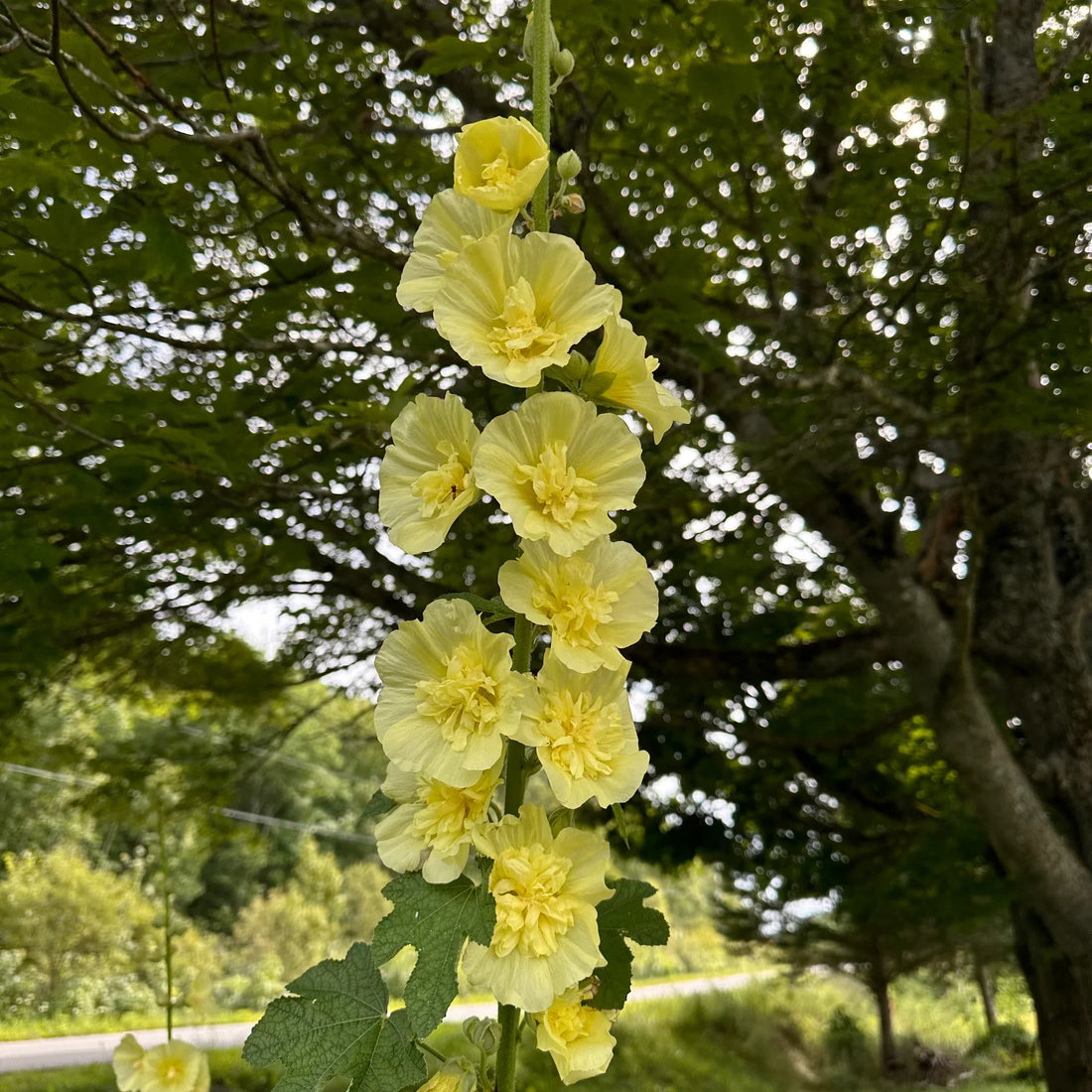 Yellow Hollyhock flower seeds