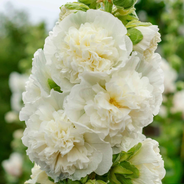 Double White Hollyhock plant