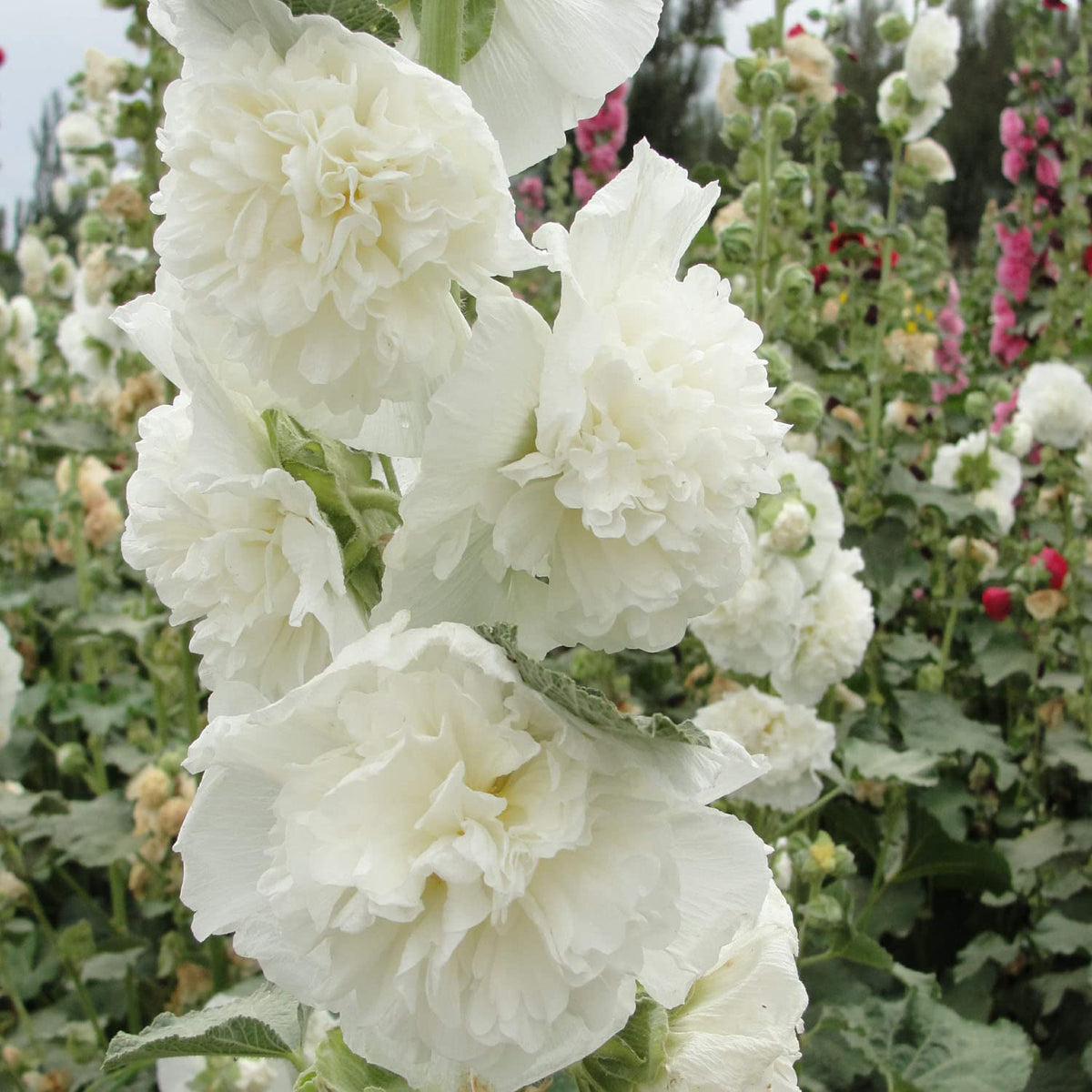 Double White Hollyhock plant