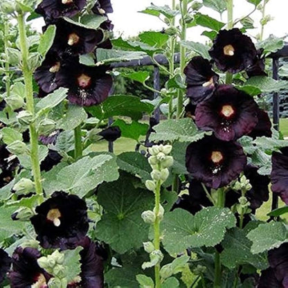 Black Hollyhock plant