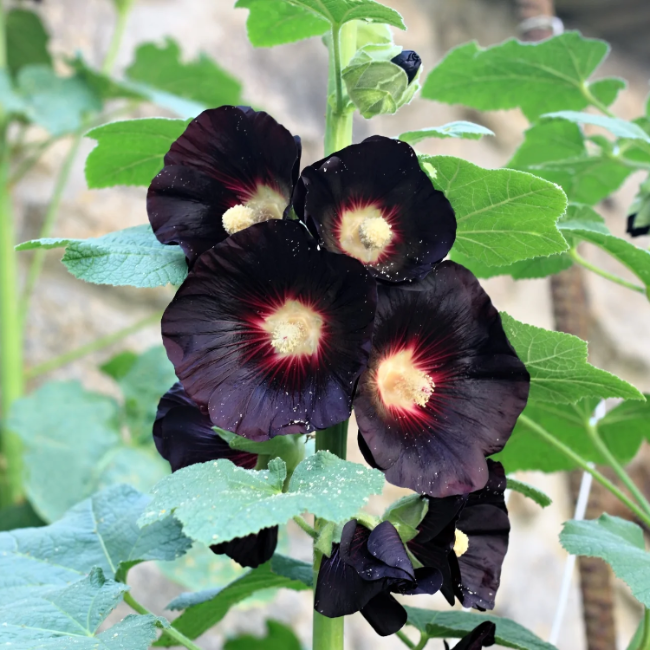 Black Hollyhock plant