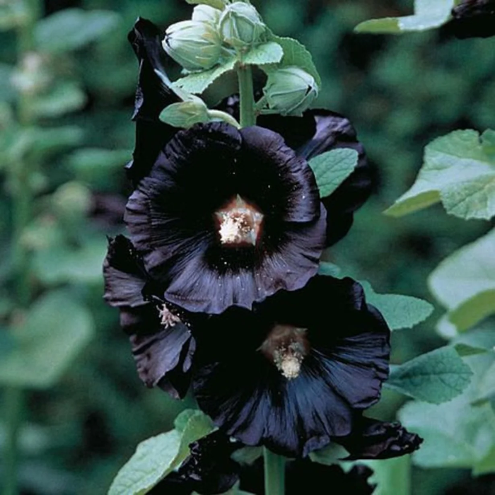 Black Prince Hollyhock plant