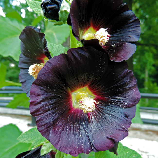 Black Prince Hollyhock plant