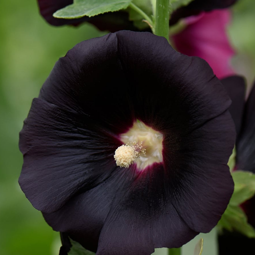 Blacknight Hollyhock plant