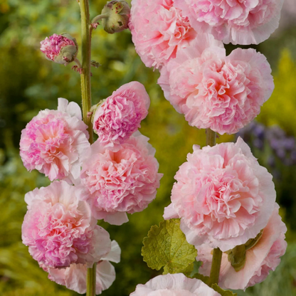 Bouquet Double Hollyhock plant