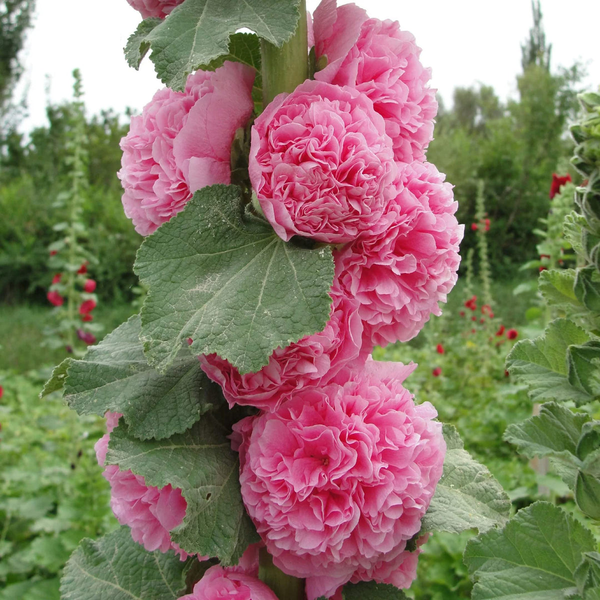Bouquet Double Hollyhock plant