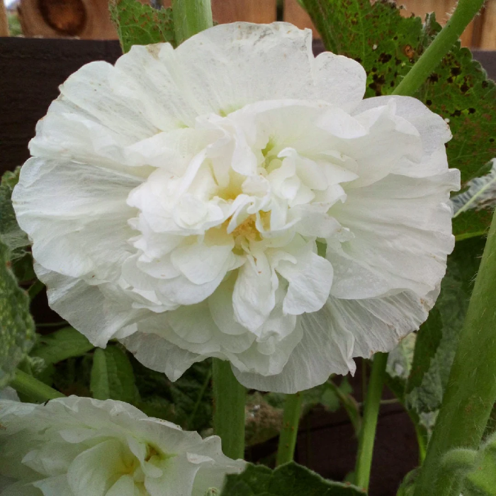 Double White Hollyhock plant