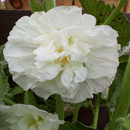 Double White Hollyhock plant