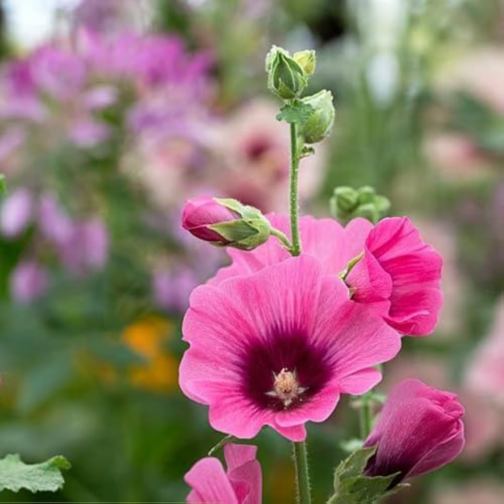 Alcea Rosea Hollyhock plant