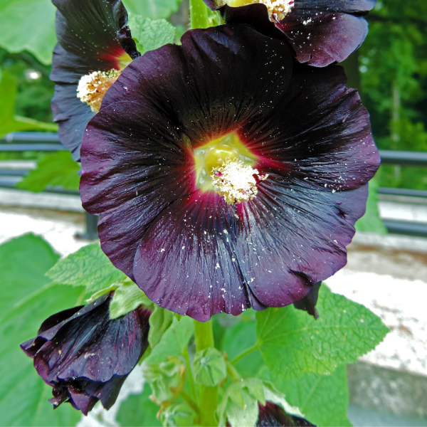 Black Hollyhock plant
